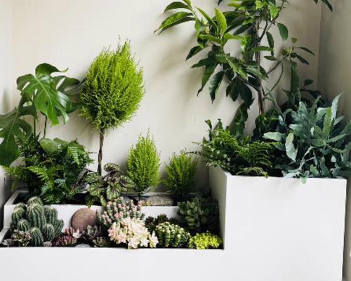 阳台花箱四季种植哪些花最合适？