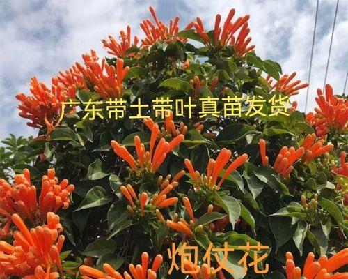 花卉苗的繁殖周期是多久？