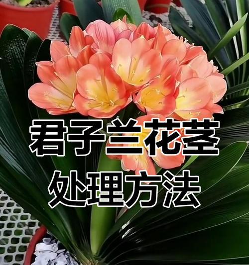 君子兰树皮处理方法是什么？