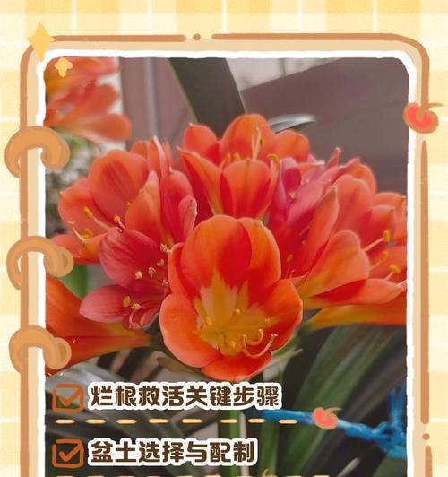 君子兰树皮处理方法是什么？