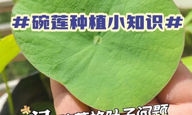 碗莲叶子发黄黑枯萎怎么办？如何补救？