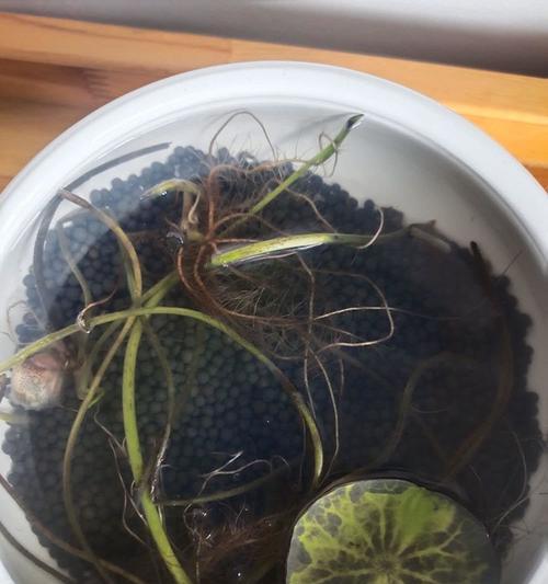 碗莲叶子发黄黑枯萎怎么办？如何补救？