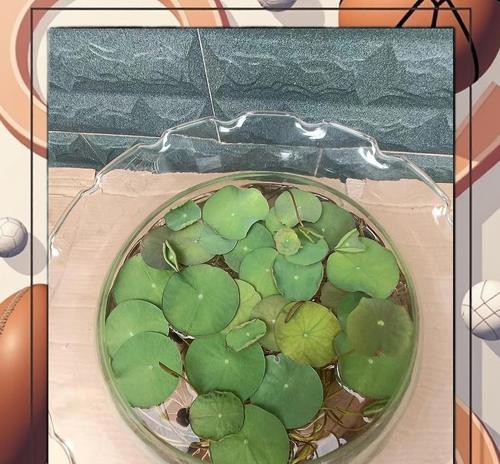 碗莲叶子发黄黑枯萎怎么办？如何补救？