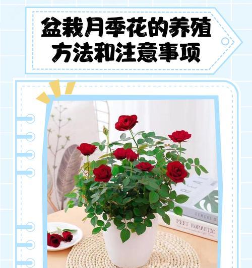 盆栽月季在北方如何过冬？防护措施有哪些？