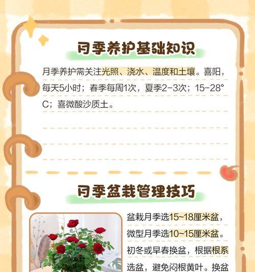 盆栽月季在北方如何过冬？防护措施有哪些？