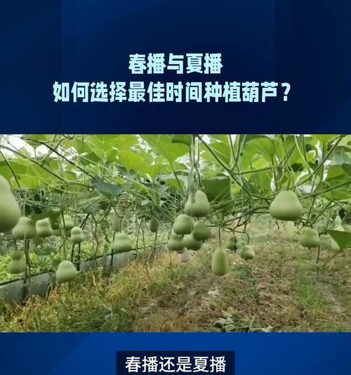 浦瓜的最佳播种季节是什么时候？