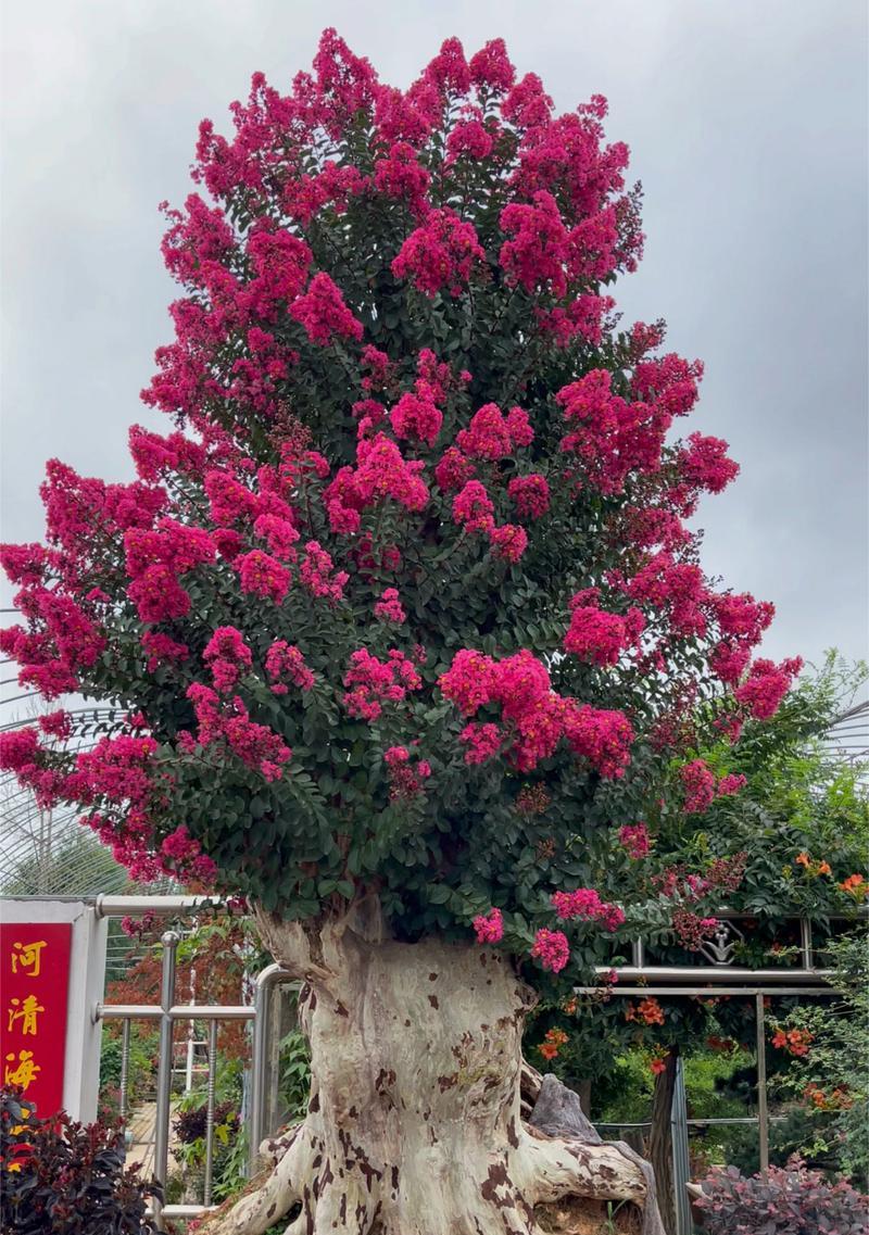 如何选择好看的老根盆景？