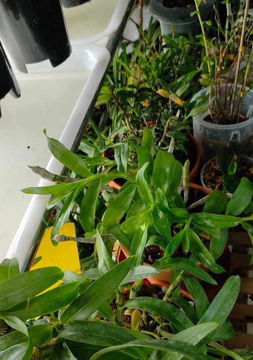 君子兰杀菌多菌灵兑什么效果最佳？