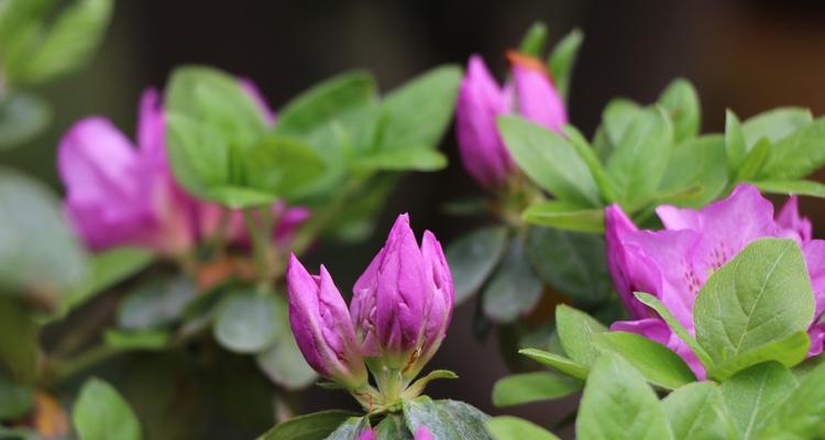 山花灿烂盆景的养护方法有哪些？