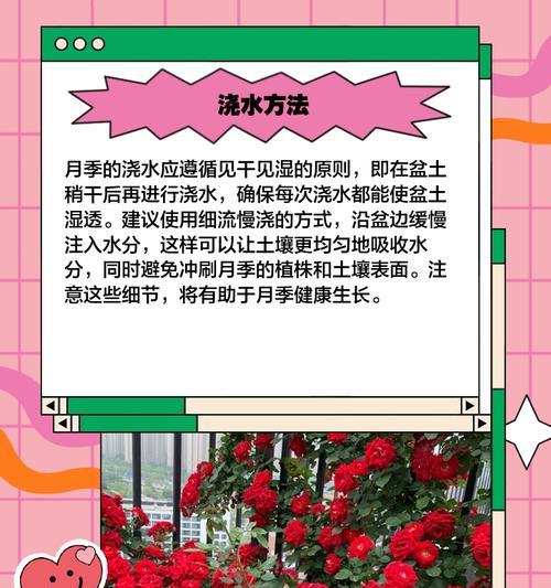 夏季植物暴晒浇水方法是什么？如何正确浇水？
