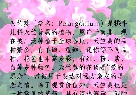 单瓣天竺葵的养殖技巧和注意事项是什么？