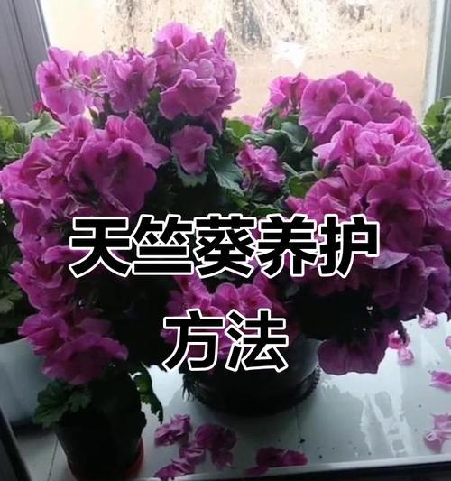 单瓣天竺葵的养殖技巧和注意事项是什么？