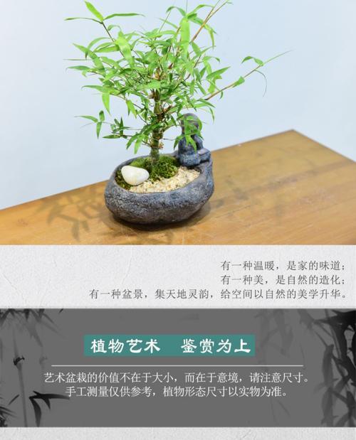 竹子盆景高桩种植方法是什么？