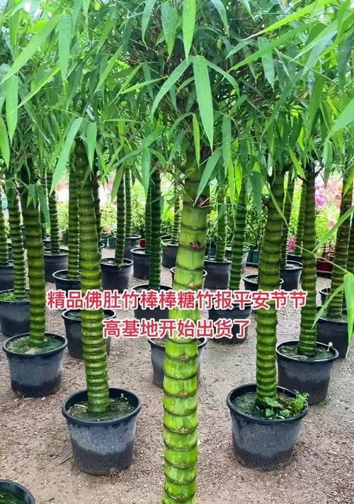 竹子盆景高桩种植方法是什么？