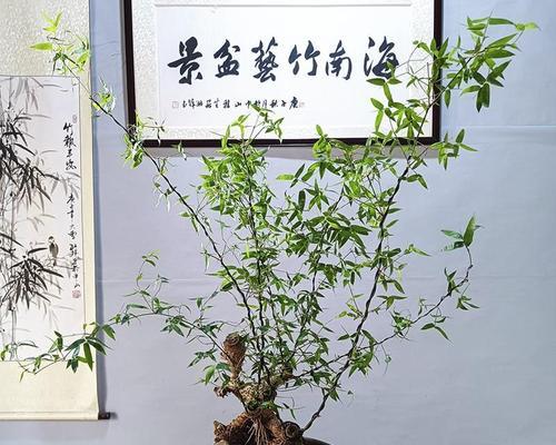 竹子盆景高桩种植方法是什么？