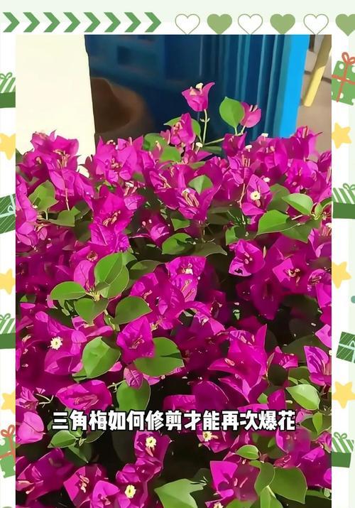 绿叶浅黄三角梅怎么修剪？修剪技巧和注意事项是什么？