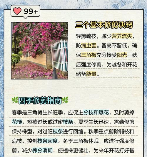 绿叶浅黄三角梅怎么修剪？修剪技巧和注意事项是什么？