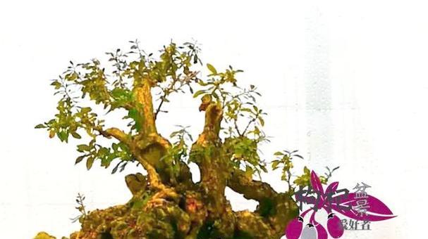 如何让盆景呈现出沧桑感？