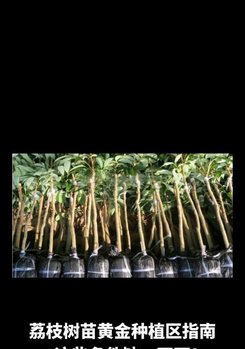 荔枝栽培的技术要点是什么？