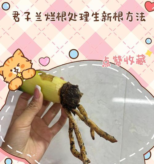 君子兰出现侧枝应该怎么办？