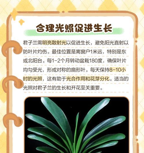 君子兰虚扁紫砂的正确养护方法是什么？