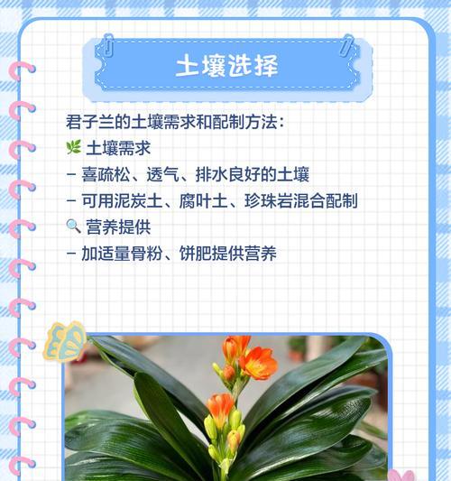 君子兰虚扁紫砂的正确养护方法是什么？