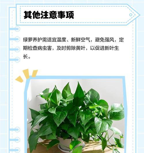 绿萝叶子发黄是什么原因？如何解决假山绿萝叶子发黄问题？