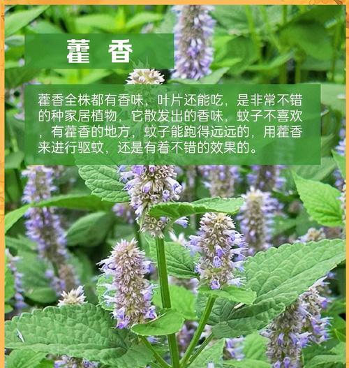 哪些观赏植物具有防蚊效果？
