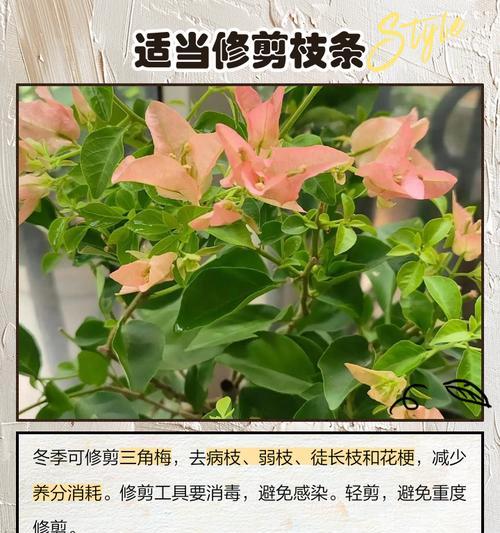 三角梅袋苗如何安全过冬？