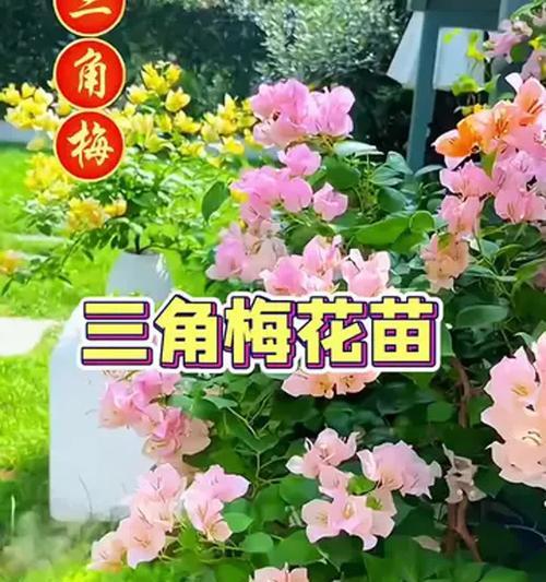 三角梅袋苗如何安全过冬？