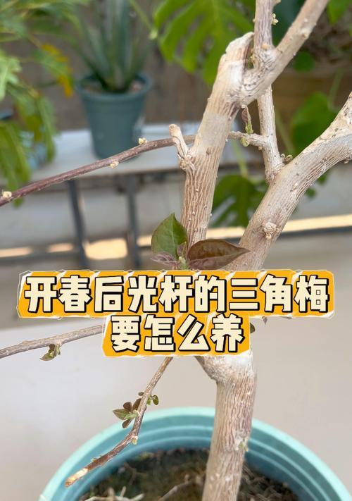 三角梅枝条快速生芽的方法有哪些？
