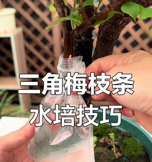 三角梅枝条快速生芽的方法有哪些？