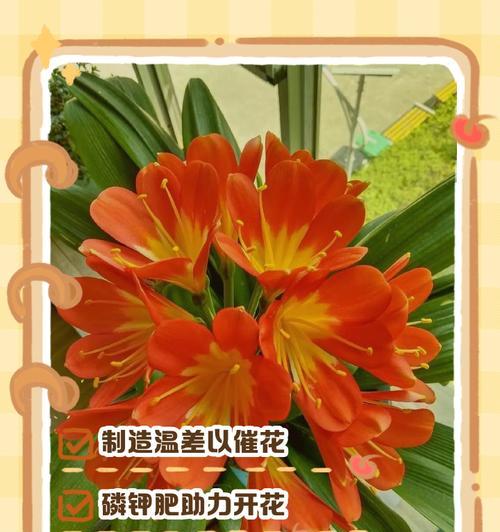 君子兰开过花怎么死了？原因是什么？