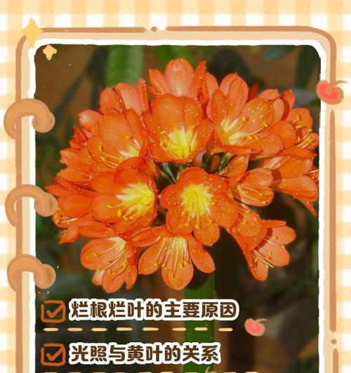 君子兰开过花怎么死了？原因是什么？