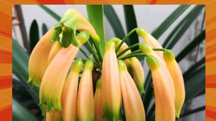 君子兰种植方法？椰壳和椰糠如何使用？