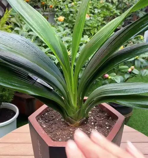 君子兰种植方法？椰壳和椰糠如何使用？