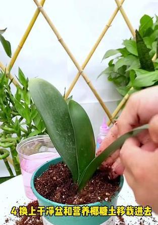 君子兰种植方法？椰壳和椰糠如何使用？