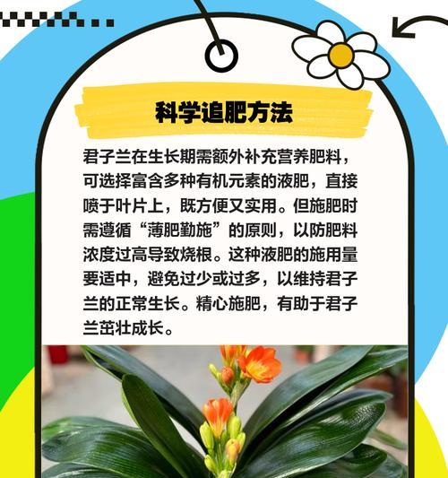 君子兰背面叶子的正确擦拭方法是什么？