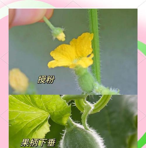 甜瓜移栽后叶子发黄的原因是什么？如何处理？