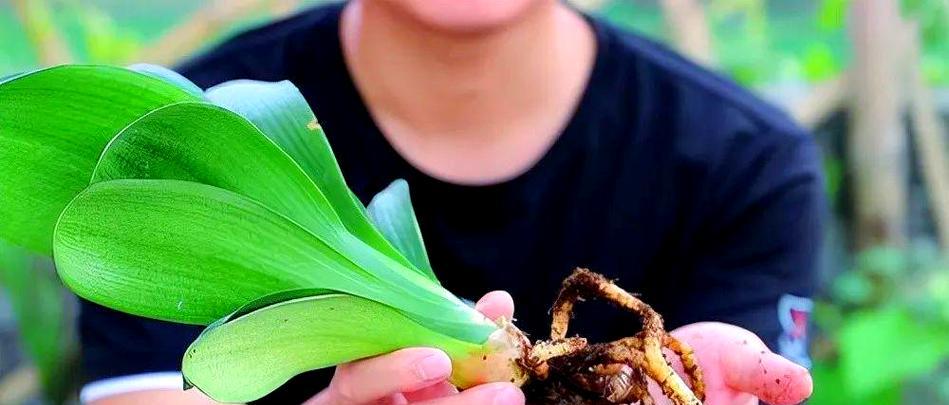 君子兰怎么剪掉重新发？修剪的最佳时机和方法是什么？