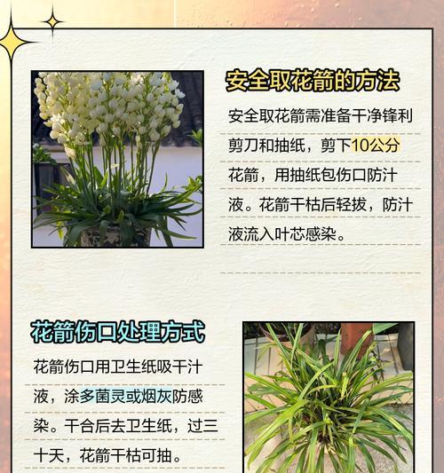 君子兰怎么剪掉重新发？修剪的最佳时机和方法是什么？
