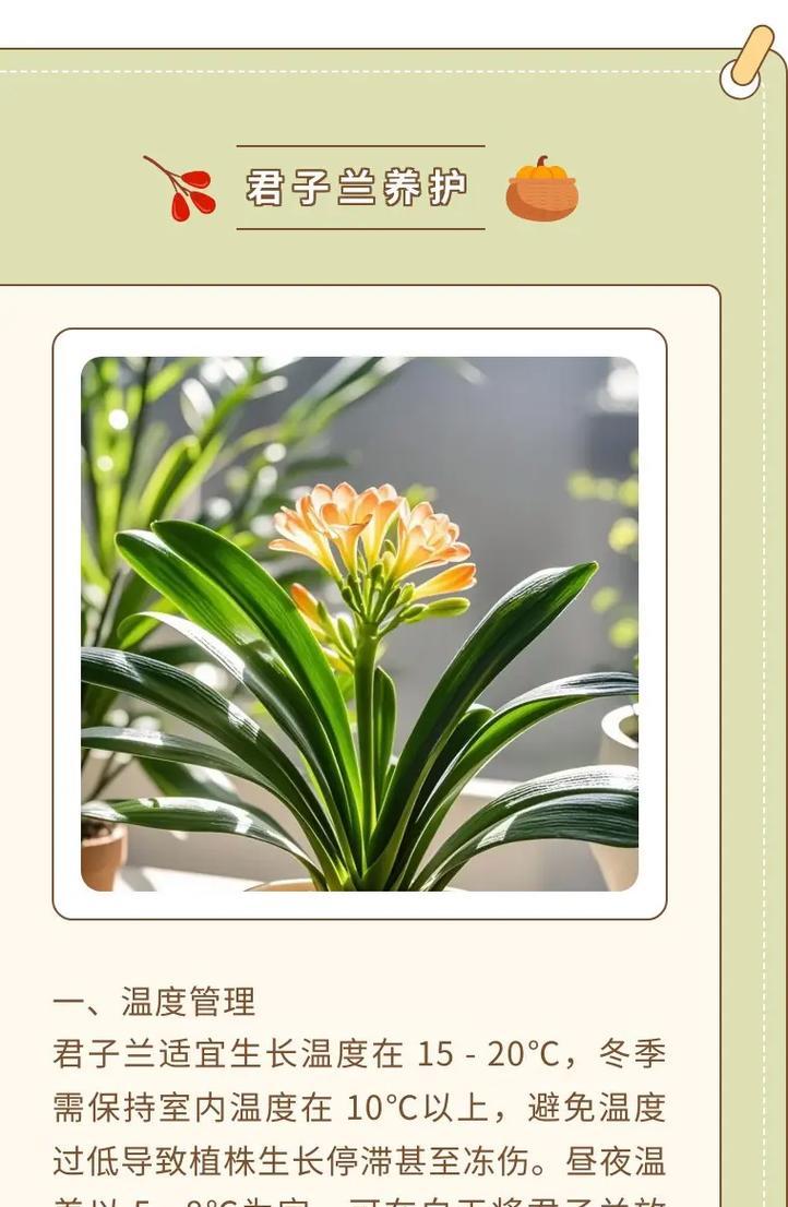 君子兰浇水用什么水最合适？