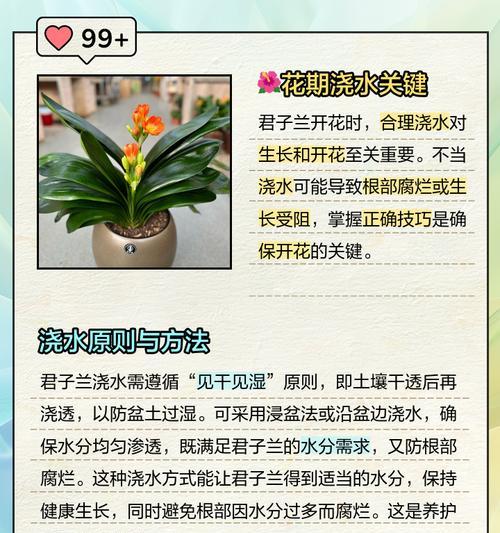 君子兰浇水用什么水最合适？