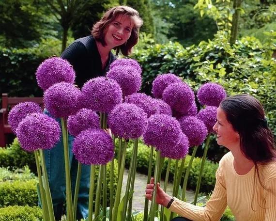 早春头菜的最佳播种时间是什么时候？
