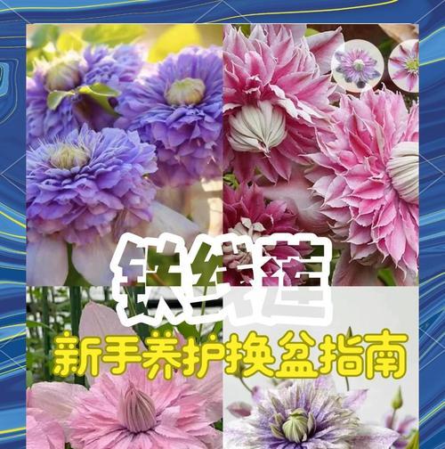 铁线莲冬季养护技巧？如何安全过冬？