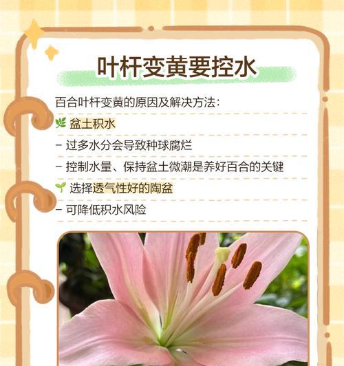 百合叶子开始发黄怎么补救？有哪些有效的处理方法？