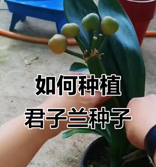 君子兰大颗苗怎么养？如何促进君子兰健康生长？