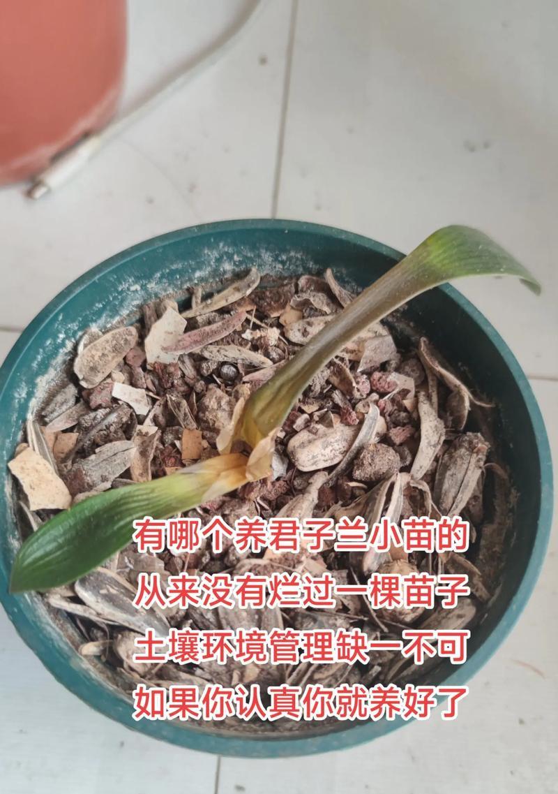 君子兰大颗苗怎么养？如何促进君子兰健康生长？