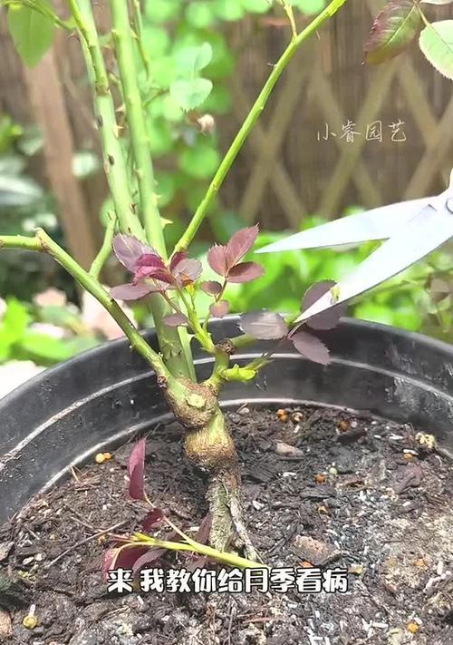 月季怎样防止风干发霉？