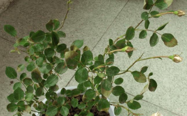 月季怎样防止风干发霉？